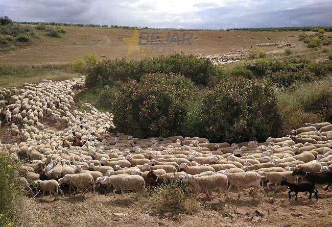 ovejas trashumando por vía pecuaria