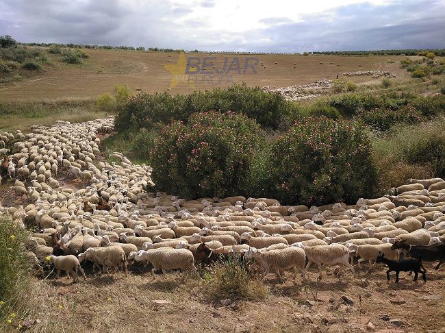ovejas trashumando por vía pecuaria