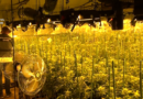Salamanca | Incautadas 2.000 plantas de marihuana y 13 kilos de cogollos dispuestos para la venta