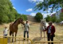Tradicional mercado de ganado y quedada de caballistas