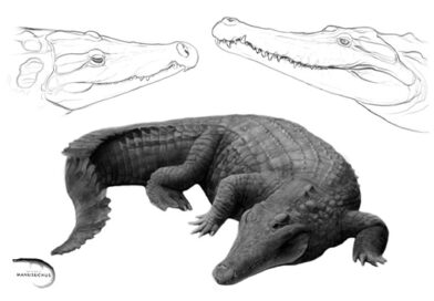 Paleontólogos de la USAL y UNED identifican una nueva especie de cocodrilo