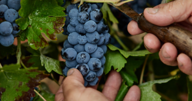 Tres nuevas bodegas inscritas en la DOP Sierra de Salamanca