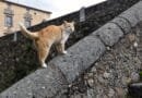 Adiós a Gregorio, el gato de El Bosque