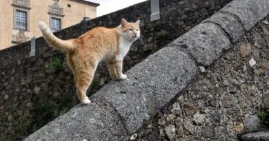 Adiós a Gregorio, el gato de El Bosque