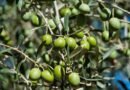 PP y Vox rechazan las ayudas al olivar tradicional en el norte de Extremadura